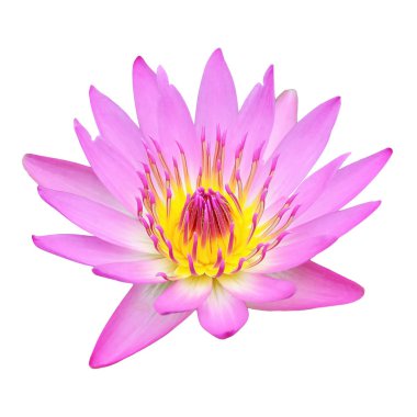 Pembe Lotus kadar kapalı