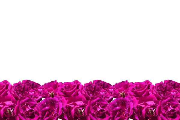Trandafiri roz cadru — Fotografie, imagine de stoc
