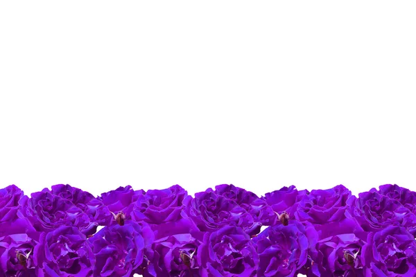 紫色のバラのフレーム — ストック写真