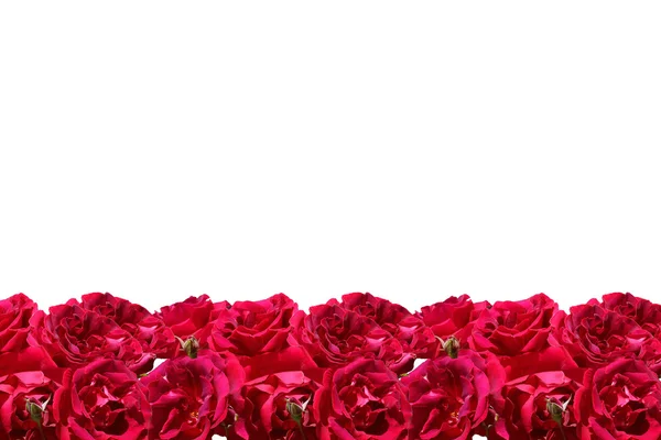 Izolované růže rám — Stock fotografie