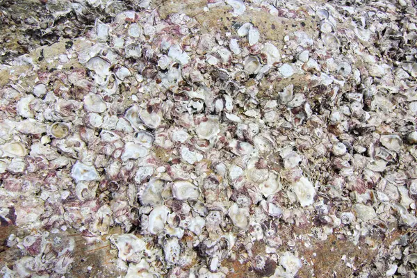 Fossile Muscheln auf dem Fels — Stockfoto