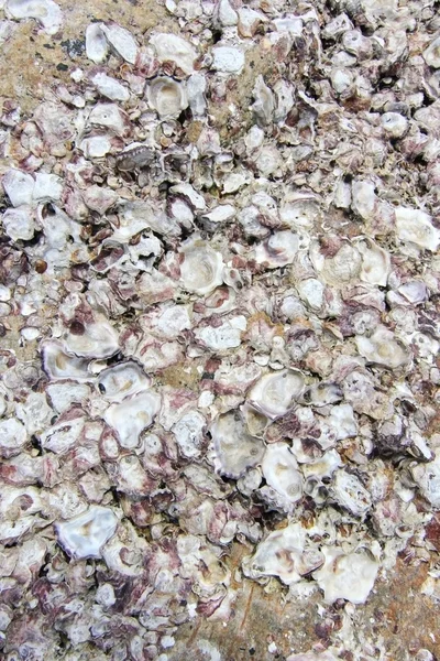 Conchas fósseis na rocha — Fotografia de Stock