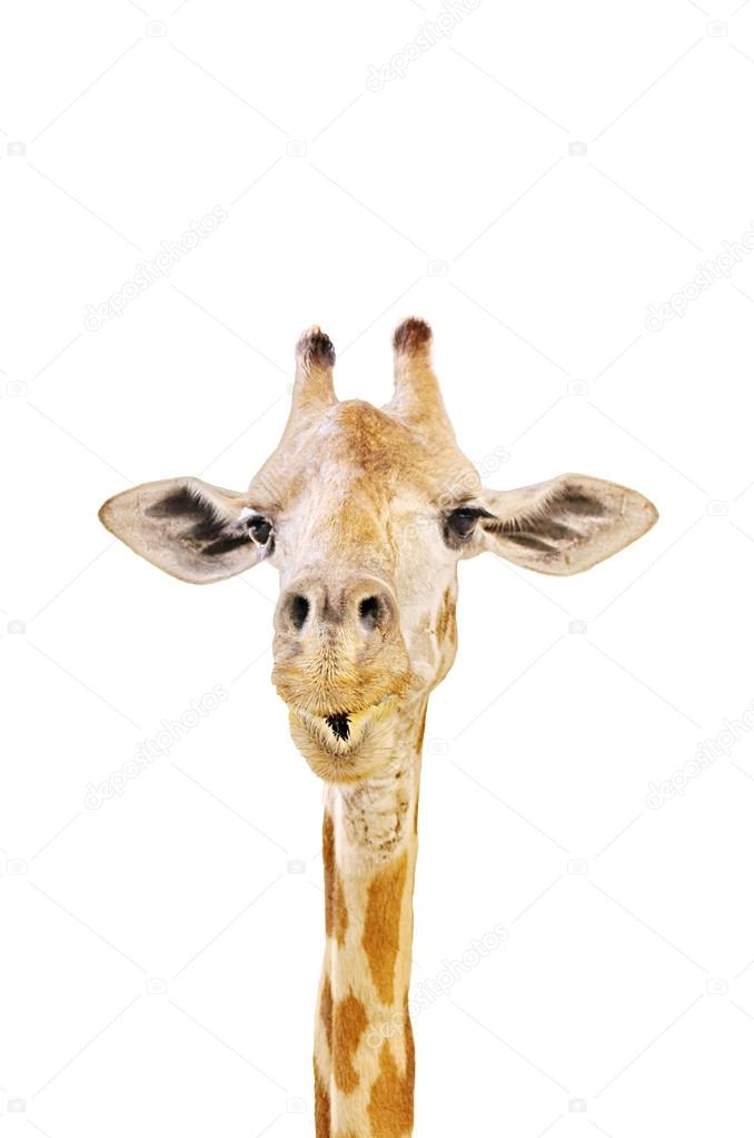 Giraffe funny face Stock Photos, Royalty Free Giraffe funny face Images | Depositphotos Giraffe funny face Stock Photos, Royalty Free Giraffe funny face Images | Depositphotos