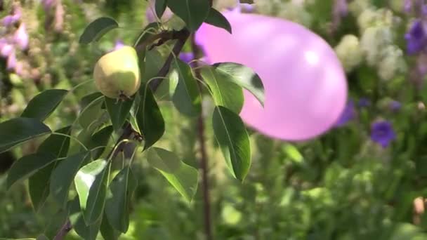 PEAR opknoping van een boom met ballon — Stockvideo