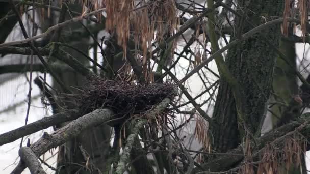 Leeg nest op een boom in Brest stad — Stockvideo