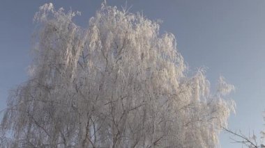 Karda bir Noel ağacı dalları