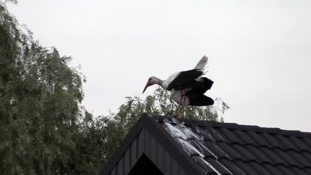 Аист на крыше поет — стоковое видео