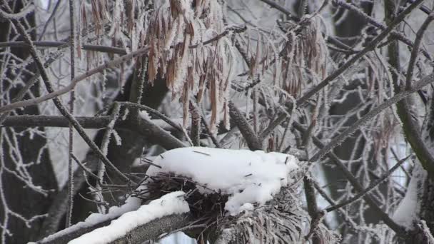 Nid sur une branche d'arbre en hiver — Video