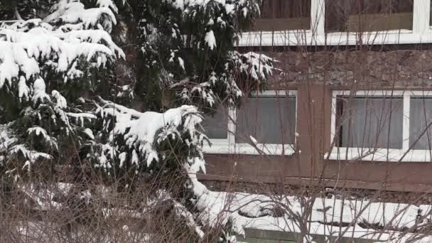 Rama de árboles de invierno en la ciudad Brest, Belarús . — Vídeos de Stock