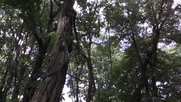 Molti alberi sul vecchio cimitero ortodosso — Video Stock