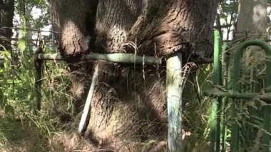 uzun bir süre için ağaç mezarlıkta köklü mezarlığı mezar çit köklü mezar çit