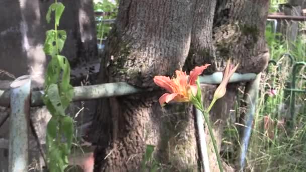 Bloem begraafplaats hek was uitgegroeid tot een boom — Stockvideo