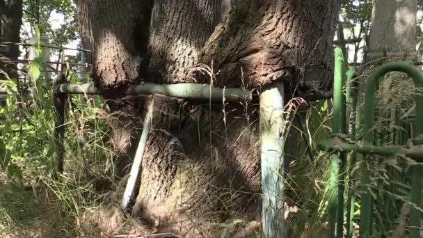 Cerca grave enraizada no cemitério cerca grave enraizada no cemitério da árvore por um longo tempo — Vídeo de Stock