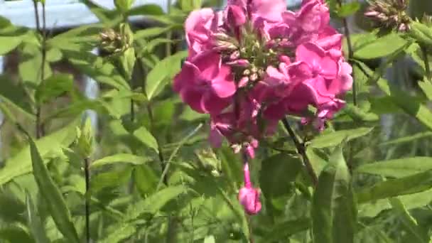 Lyserøde blomster på kirkegården – Stock-video