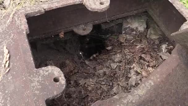 Вандалы уничтожили разрушенную старую гробницу на кладбище — стоковое видео