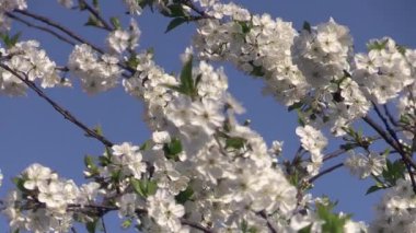 Bokeh yeşili arka planda beyaz çiçeklerle çiçek açan ağaç brunch 'ının fotoğrafı