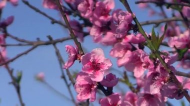 çiçek açan elma ağacı dalı arka plan