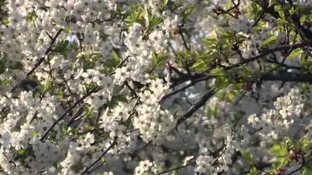 Kwitnący jabłko drzewo gałąź tło — Wideo stockowe