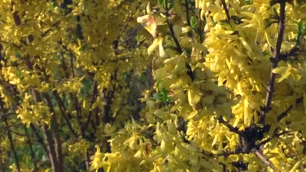 Flores amarillas sobre las ramas de un fondo azul — Vídeos de Stock