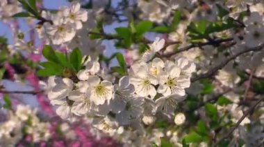 çiçek açan elma ağacı dalı arka plan