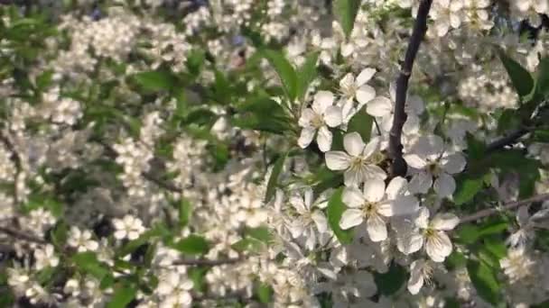 Квітучий фон гілки яблуні — стокове відео