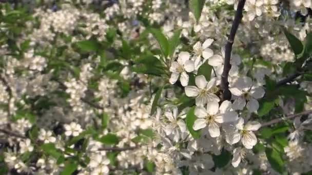 Fioritura albero di mele ramo sfondo — Video Stock