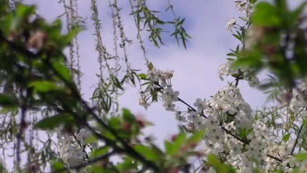 Florescendo maçã árvore ramo fundo — Vídeo de Stock