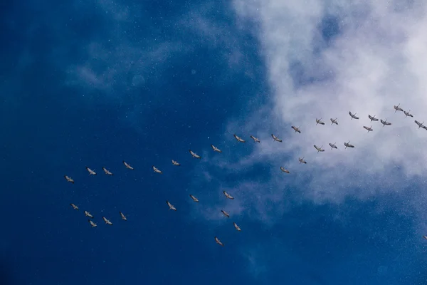 Небесно-голубое небо Стая снежных гусей летит в строю — стоковое фото