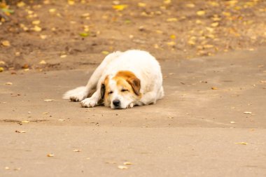 Köpek uyutma servisi yaz uykusuna yatar.
