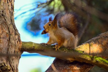 Baharda kış uykusundan sonra sincap.