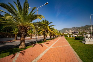 Palmiye ağaçları yaz yürüyüşleri