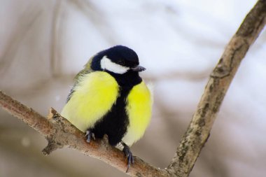 tit in winter on a branch