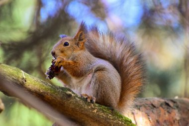 Sincap yazın bir çam kozalağını kemirir.