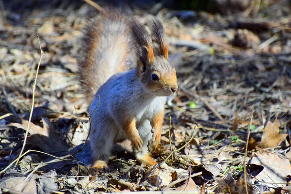 Écureuil Après Hibernation Printemps — Photo