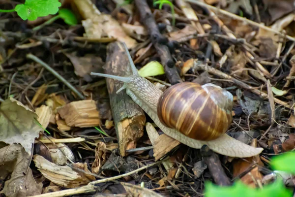 マーロの草の中を這うカタツムリ — ストック写真