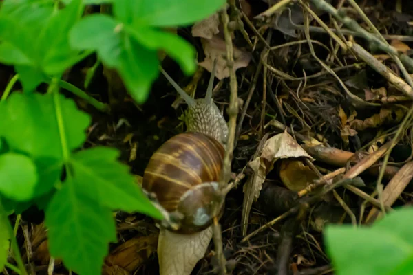 Snail Crawling Maro Grass — Stock Photo, Image