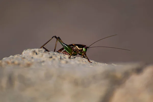 Çekirge Bir Çip Üzerinde Yakın Çekim — Stok fotoğraf