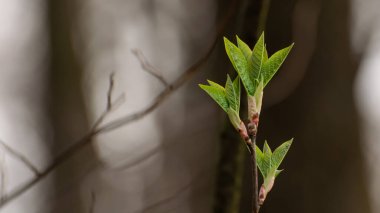 Yakın plan yedide yeşil filizler.