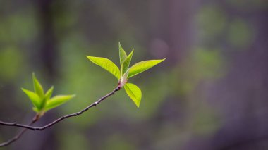 Yakın plan 3 'te yeşil filizler.