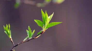Yakın plan 1 'de yeşil filizler.