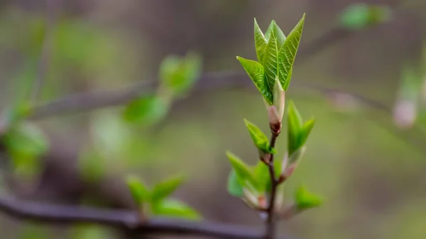 Groene Spruiten Close — Stockfoto