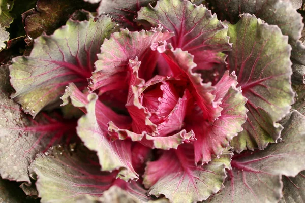 Pembe Süslemeli Lahana Yakın Plan Üst Görünüm — Stok fotoğraf