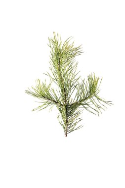 Spruce şubesi beyaz arka planda izole edilmiş. yakın plan.
