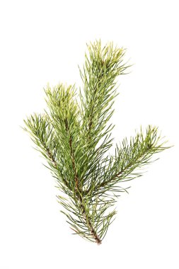 Spruce şubesi beyaz arka planda izole edilmiş. yakın plan.
