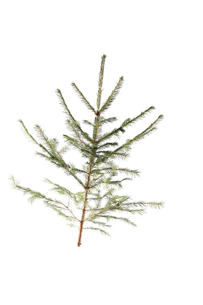 Spruce şubesi beyaz arka planda izole edilmiş. yakın plan.
