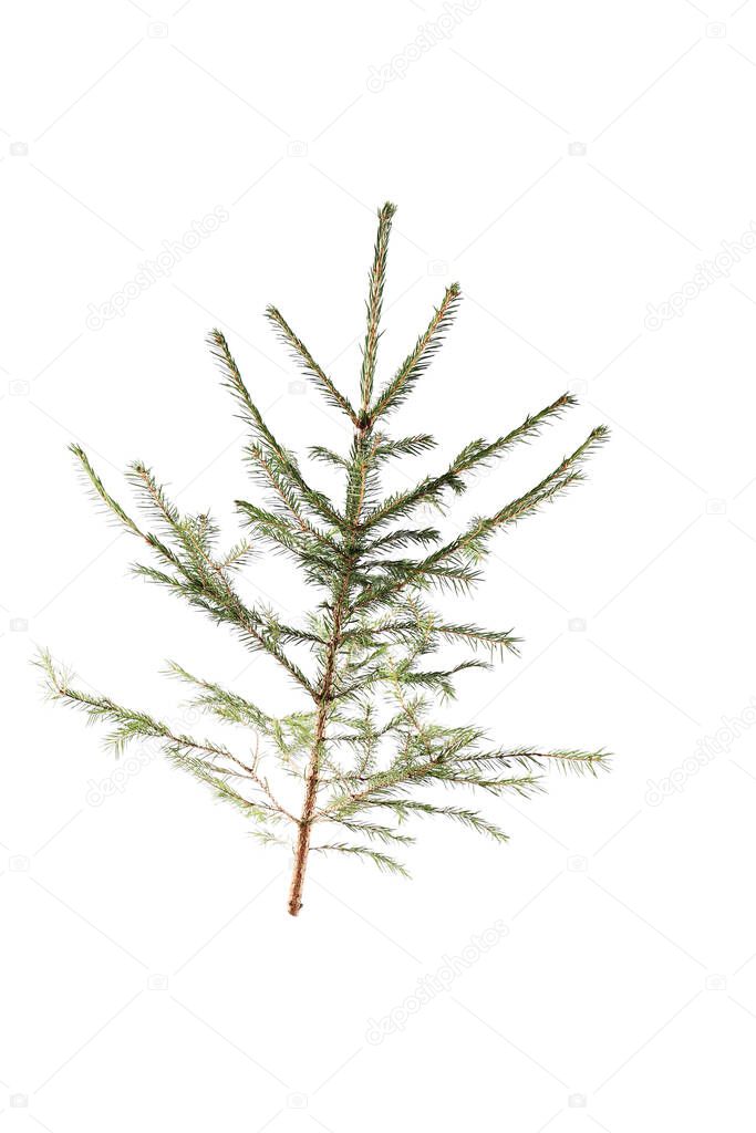 spruce branch isolated on white background. close-up.