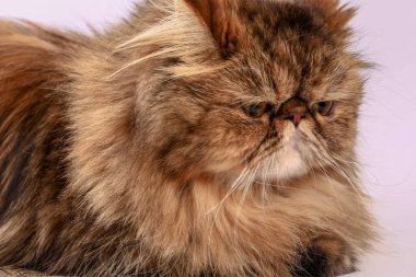 Pers kedisi kameraya bakıyor. Yakın plan..