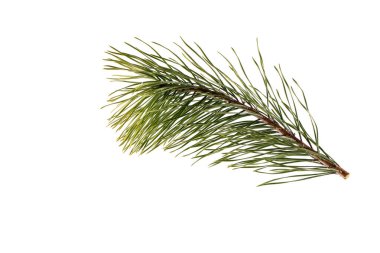 Spruce şubesi beyaz arka planda izole edilmiş. yakın plan.