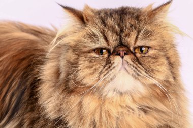 Pers kedisi kameraya bakıyor. Yakın plan..