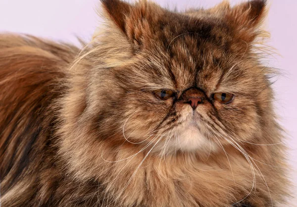 Persisk Katt Tittar Kameran Närbild Royaltyfria Stockfoton